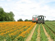 Traktor auf einem orange blühenden Blumenfeld