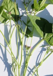 Bohnenpflanze vor weißem Hintergrund
