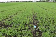 Aufwuchs von Linsen und Gerste im Feld, die Reihen sind gerade noch zu erkennen