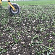 Linsen- und Gerstenpflanzen im Feld, am Rand sieht man die Räder der Striegelmaschine