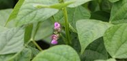 Pflanze mit grünen Blättern und pinkfarbener Blüte