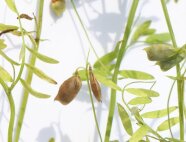 Nahaufnahme einer Linsenpflanze mit braunen und teils grünen Hülsen