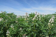 Weiße Lupinen unter blauem Himmel.