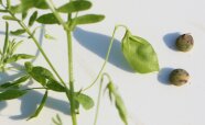 Nahaufnahme einer geernteten Linsenpflanze mit mit grüner Hülse und braunen Samen