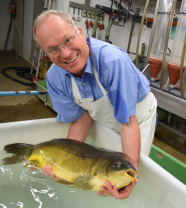 Ein Mann mit weißer Schürze steht vor einem Bottich mit Wasser und hält einen großen Fisch in seinen Händen