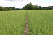 Feld mit zwei Parzellen, zwischen den Parzellen verläuft ein schmaler Weg