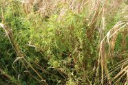 Bild mit zweierlei Pflanzenarten im Feld, das Getreide ist in der Abreife