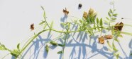 Nahaufnahme einer geernteten Linsenpflanze mit verschiedenfarbigen Hülsen