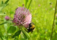 Eine Hummel sitzt auf einer Kleegrasblüte