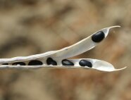 In einer leicht geöffneten Bohnenhülse liegen schwarze Samen