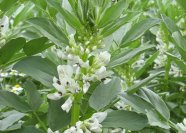 Pflanze mit großen grünen Blättern und weißer Blüte im Feld