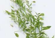 Grüne Linsenpflanze vor einem weißen Hintergrund