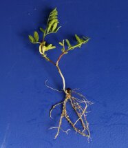 Die ausgegrabene Linsenpflanze zeigt an den Wurzeln kleine Knubbel