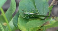 Auf einen Blatt sitzt ein großes, grünes Insekt