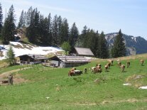 Rechtzeitiger Almauftrieb im Frühjahr