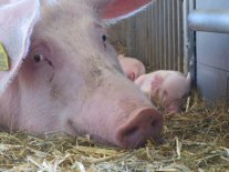 Bio-Muttersau liegt im Stroh mit Ferkel.