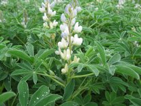 weiße Lupine im Feld