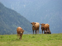 Murnau Werdenfelser auf der Almwiese