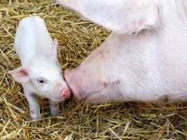 Muttersau beschnüffelt Ferkel auf Stroh