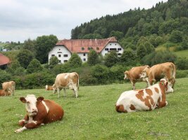 Rinder auf der Weide