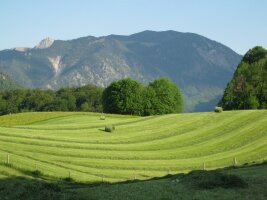 gemähte Bergweide