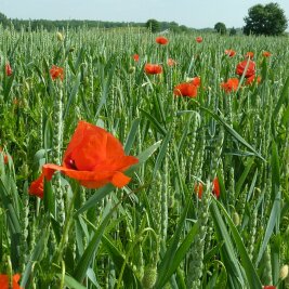 Mohn im Öko-Getreidefeld
