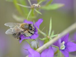 Biene auf lila Blüte