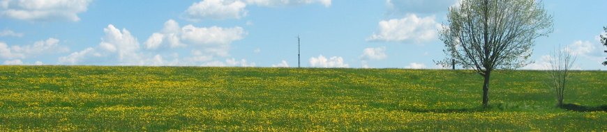 Kopfbild grüne wiese mit Bäumen blauer Himmel als Hintergrund