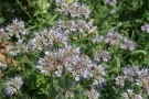 Phacelia