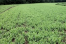 Feld