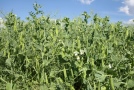 Erbsenbestand am Feldtag Dorner