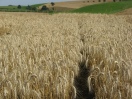 Blick in ein Getreidefeld mit reifen Ähren, das Feld ist zweigeteilt