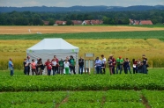 Führung einer Gruppe am Feldtag Körnerleguminosen