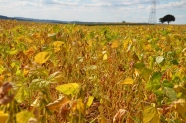 Landschaft mit Sojafeld