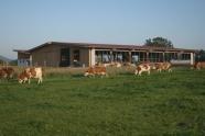 Rinder auf der Weide vor einem neuen Außenklimastall