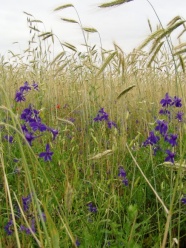 Ackersporn im Getreidebestand