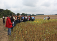 Felderbegehung Sojafeldtag Betrieb Müller 03.09.2015