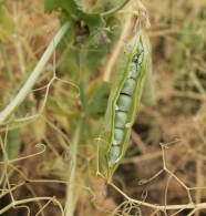 Erbsenhülse mit Körnern