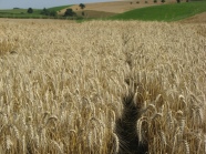 Blick in ein Getreidefeld mit reifen Ähren, das Feld ist zweigeteilt.