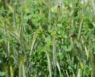 Triticale und Erbsen im Gemenge