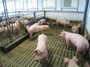 Spaltenböden bzw. Rostböden in Schweineställen 