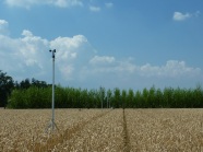 Getreidefeld
