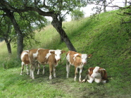 Fleckvieh-Kälber auf der Weide