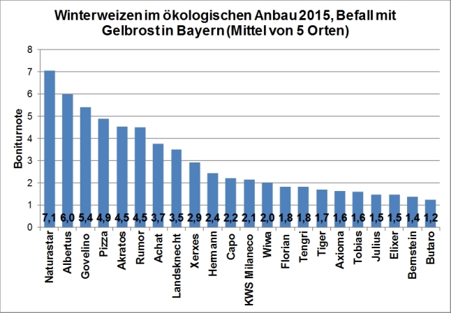 In der Grafik ist Anfälligkeit gegenüber Gelbrost in dem öko-LSV für Winterweizen für 2015 dargestellt. Die höchste Anfälligkeit mit Boniturnoten von 7 und 6 wurde bei den Sorten Naturastar und Albertus festgestellt.  Auf den Plätzen folgen Govelino, Pizza, Akratos und Rumor mit einer Boniturnote von etwa  5. Bei allen anderen geprüften Sorten war die Anfälligkeit geringer.