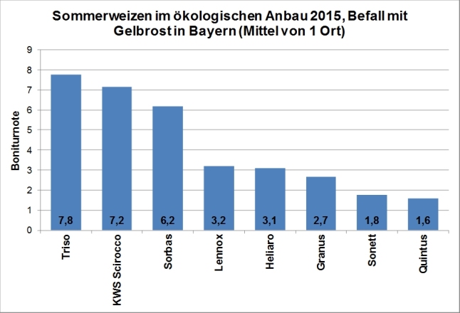 In der Grafik ist Anfälligkeit gegenüber Gelbrost in dem öko-LSV für Sommerweizen für 2015 dargestellt. Die höchste Anfälligkeit mit Boniturnoten von etwa 7 bis 8 wurde bei den beiden empfohlenen Sorten KWS Scirocco und Triso festgestellt.  Auch Sorbas wurde von Gelbrost stark befallen. Bei allen anderen geprüften Sorten war die Anfälligkeit deutlich geringer.