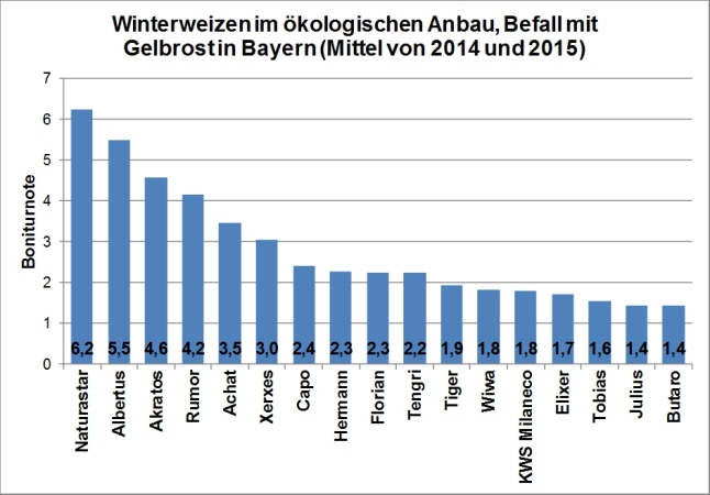 In der Grafik ist Anfälligkeit gegenüber Gelbrost in dem öko-LSV für Winterweizen im Mittel der Jahre 2014 und 2015 dargestellt. Die höchste Anfälligkeit mit Boniturnoten von etwa  6 wurde bei den Sorten Naturastar und Albertus festgestellt.  Auf den Plätzen folgen Akratos, Rumor und Achat mit einer Boniturnote von etwa 4. Bei allen anderen geprüften Sorten war die Anfälligkeit geringer.