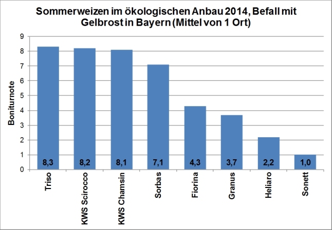 In der Grafik ist Anfälligkeit gegenüber Gelbrost in dem öko-LSV für Sommerweizen für 2014 dargestellt. Die höchste Anfälligkeit mit Boniturnoten von etwa 8 wurde bei den Sorten KWS Scirocco, Triso und KWS Chamsin festgestellt.  Auch Sorbas wurde von Gelbrost stark befallen. Bei allen anderen geprüften Sorten war die Anfälligkeit deutlich geringer.