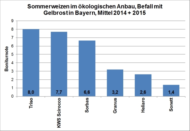 In der Grafik ist Anfälligkeit gegenüber Gelbrost in dem öko-LSV für Sommerweizen im Mittel der Jahre 2014 und 2015 dargestellt. Die höchste Anfälligkeit mit Boniturnoten von etwa 7 bis 8 wurde bei den beiden empfohlenen Sorten KWS Scirocco und Triso festgestellt.  Auch Sorbas wurde von Gelbrost stark befallen. Bei allen anderen geprüften Sorten war die Anfälligkeit deutlich geringer.