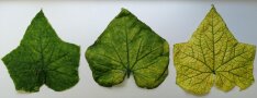 befallene Blätter Gurkenmosaikvirus