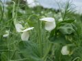 weiße Erbsenblüten am Acker